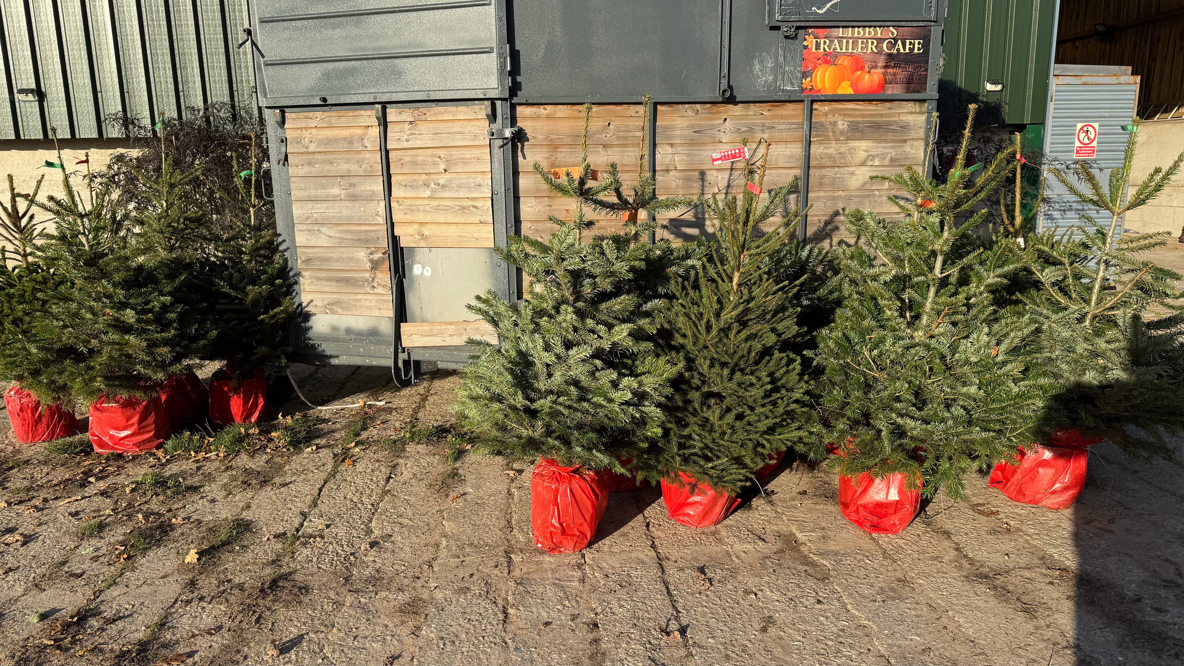Christmas tree rental (£60+£30 refundable deposit)
